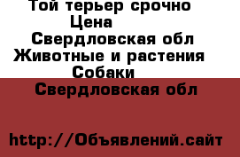 Той терьер срочно › Цена ­ 500 - Свердловская обл. Животные и растения » Собаки   . Свердловская обл.
